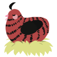 Poppy, a red and black chicken with a bar pattern