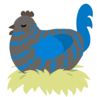 A grey and sapphire chicken with a bar pattern