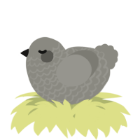A ash chicken with a lace pattern