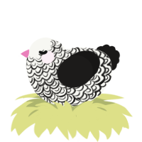 Charcoal, a white and sable chicken with a double-lace pattern