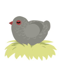 Diamond Dove, a ash chicken with a half-lace pattern