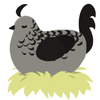 Dust, a ash and sable chicken with a half-lace pattern