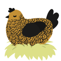 Cold Shower, a gold and sable chicken with a double-lace pattern