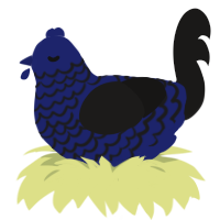 A navy and sable chicken with a lace pattern