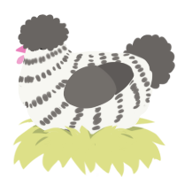 A white and grey chicken with a bar pattern