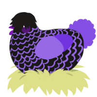 Blurple, a sable and blurple chicken with a lace pattern