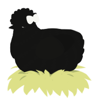 A black chicken with a bar pattern