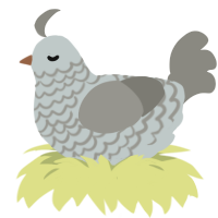 (unnamed), a silver and ash chicken with a lace pattern