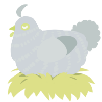 A mist and silver chicken with a bar pattern