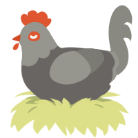 A grey and ash chicken with a head pattern