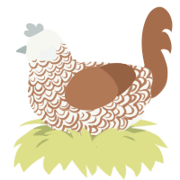 A white and brown chicken with a double-lace pattern