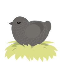(unnamed), a grey chicken with a lace pattern