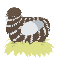 Rime, a bark and mist chicken with a bar pattern