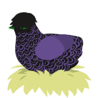 A sable and overcast chicken with a double-lace pattern
