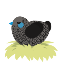A grey and sable chicken with a double-lace pattern