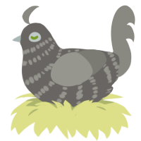 Willow Wisp, a grey and ash chicken with a bar pattern
