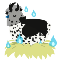 Peste, a white and black chicken with a speckle pattern