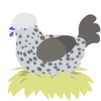A mist and grey chicken with a speckle pattern