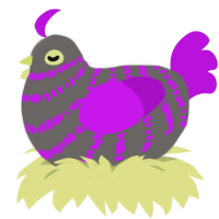 A grey and amethyst chicken with a bar pattern