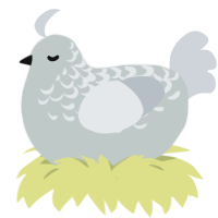 A silver and mist chicken with a half-lace pattern