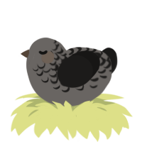 A grey and sable chicken with a half-lace pattern
