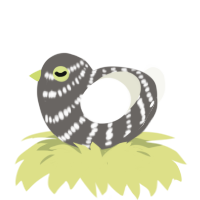 A grey and white chicken with a bar pattern