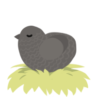 A grey chicken with a lace pattern