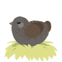 A grey and bark chicken with a half-lace pattern