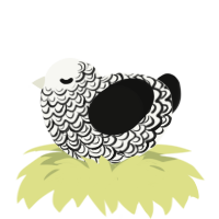 A white and black chicken with a double-lace pattern