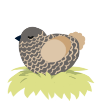 A grey and beige chicken with a lace pattern