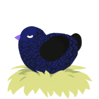 A navy and black chicken with a double-lace pattern
