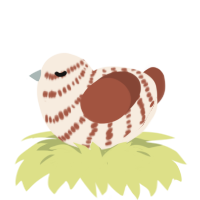 A cream and russet chicken with a bar pattern