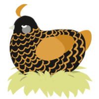 A sable and orange chicken with a lace pattern
