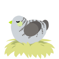 A mist and grey chicken with a half-bar pattern