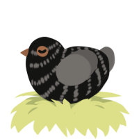 A black and grey chicken with a bar pattern