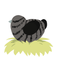A grey and black chicken with a bar pattern