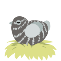 A grey and silver chicken with a bar pattern