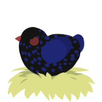 A black and navy chicken with a speckle pattern