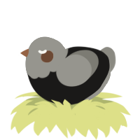 A sable and ash chicken with a head pattern