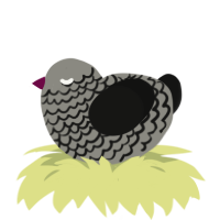 A ash and black chicken with a lace pattern