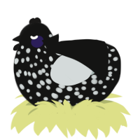 A black and silver chicken with a speckle pattern
