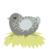 A ash and silver chicken with a half-lace pattern