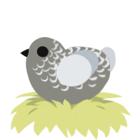 A ash and mist chicken with a half-lace pattern