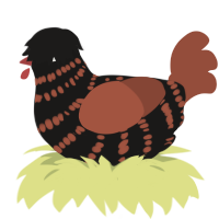 Hei, a sable and russet chicken with a bar pattern