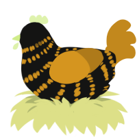 Bumblebee, a black and ochre chicken with a bar pattern