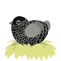 A black and ash chicken with a lace pattern