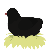 A sable and black chicken with a head pattern