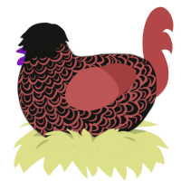 A black and red chicken with a double-lace pattern