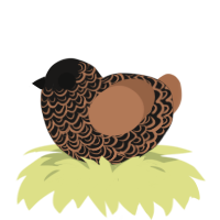 A sable and brown chicken with a double-lace pattern
