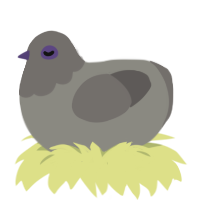 The Pigeon, a ash and grey chicken with a head pattern